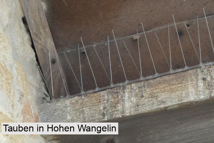 Tauben in Hohen Wangelin